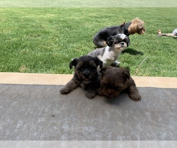 Medium Photo #10 Shorkie Tzu Puppy For Sale in EDMOND, OK, USA