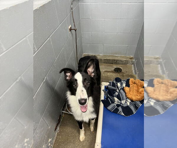 Medium Photo #3 Border Collie Puppy For Sale in Evansville, IN, USA