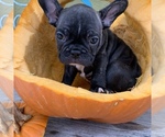 Small Photo #7 French Bulldog Puppy For Sale in ROYAL PALM BEACH, FL, USA