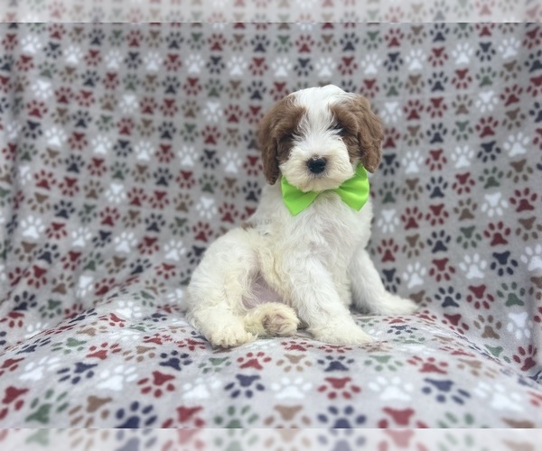 Medium Photo #6 Cavapoo Puppy For Sale in LAKELAND, FL, USA