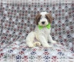Small #5 Cavapoo