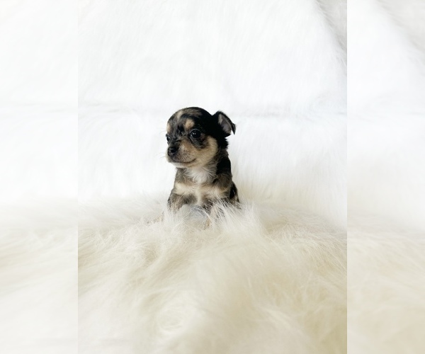 Medium Photo #3 Chihuahua Puppy For Sale in SACRAMENTO, CA, USA