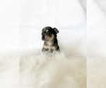 Small #2 Chihuahua