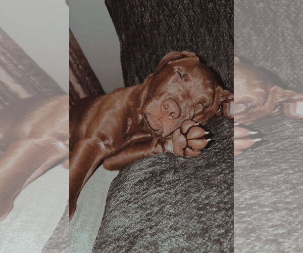 Medium Photo #4 Labrador Retriever-Unknown Mix Puppy For Sale in St. Louis Park, MN, USA