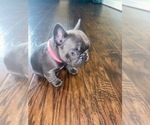 Small Photo #1 French Bulldog Puppy For Sale in BAYTOWN, TX, USA