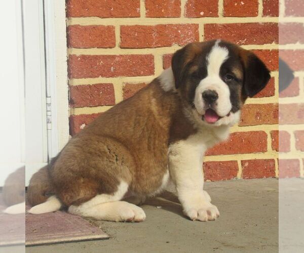 Medium Photo #1 Saint Bernard Puppy For Sale in MARIETTA, PA, USA