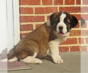 Saint Bernard Puppy for sale in MARIETTA, PA, USA