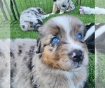 Puppy Puppy 4 Australian Shepherd
