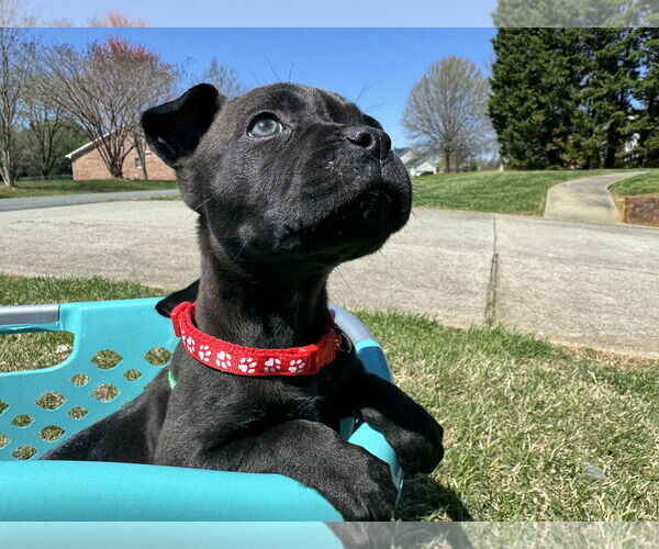 Medium Photo #4 American Staffordshire Terrier-Bullmastiff Mix Puppy For Sale in Holly Springs, NC, USA
