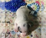 Small Photo #2 French Bullhuahua Puppy For Sale in YPSILANTI, MI, USA