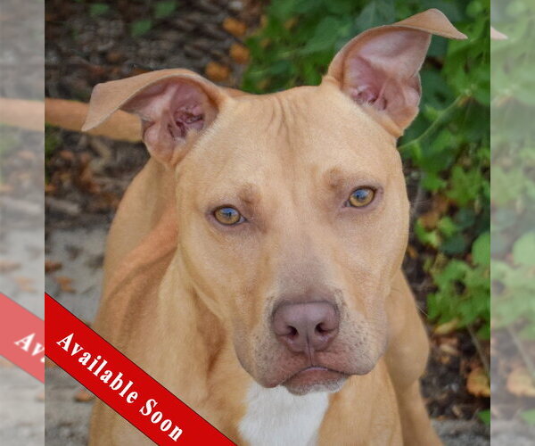 Medium Photo #1 American Staffordshire Terrier-Vizsla Mix Puppy For Sale in Huntley, IL, USA