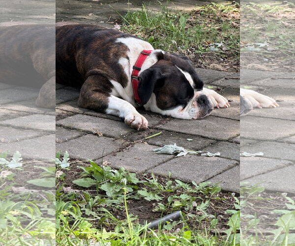 Medium Photo #6 Boxer Puppy For Sale in Dumont, NJ, USA