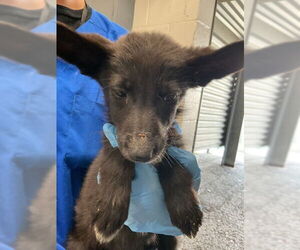 German Shepherd Dog-Unknown Mix Dogs for adoption in San Bernardino, CA, USA