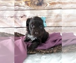 Small Photo #3 Aussiedoodle Miniature  Puppy For Sale in UNIONVILLE, IA, USA