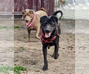 Aspen - Male Labrador Retriever-Unknown Mix Dog for Adoption - Photo #5