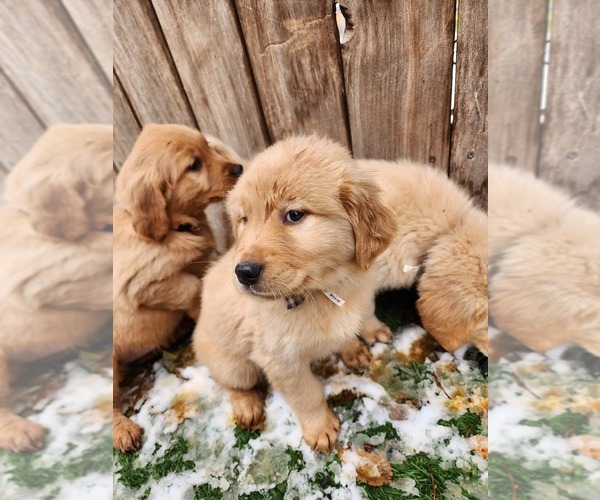 Medium Photo #4 Golden Retriever Puppy For Sale in MERIDIAN, ID, USA