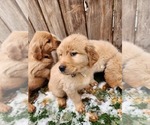 Small Photo #4 Golden Retriever Puppy For Sale in MERIDIAN, ID, USA
