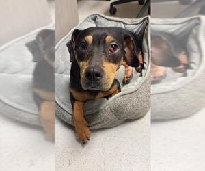 Dachshund Dogs for adoption in Waterford, VA, USA