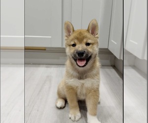 Shiba Inu Puppy for sale in MILPITAS, CA, USA