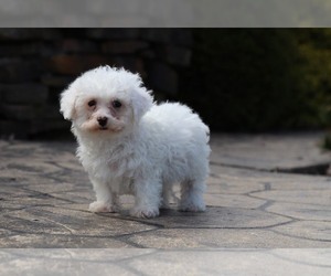 Bichon Frise Puppy for sale in MOUNT VERNON, OH, USA