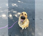 Small #7 Anatolian Shepherd Mix