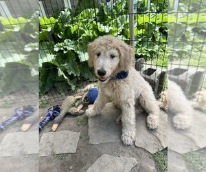Goldendoodle Puppy for Sale in LAKE GEORGE, New York USA