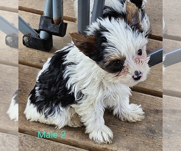 Medium Photo #7 Yorkshire Terrier Puppy For Sale in CONKLIN, NY, USA