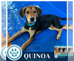 Small #1 Labrador Retriever Mix