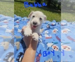 Small Photo #20 Chizer Puppy For Sale in MONTEZUMA, GA, USA