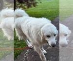 Small #2 Great Pyrenees