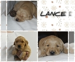 Image preview for Ad Listing. Nickname: Lance