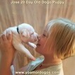 Small Photo #214 Dogo Argentino Puppy For Sale in JANE, MO, USA