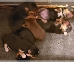 Small Photo #4 Yoranian-Yorkshire Terrier Mix Puppy For Sale in HUDDLESTON, VA, USA