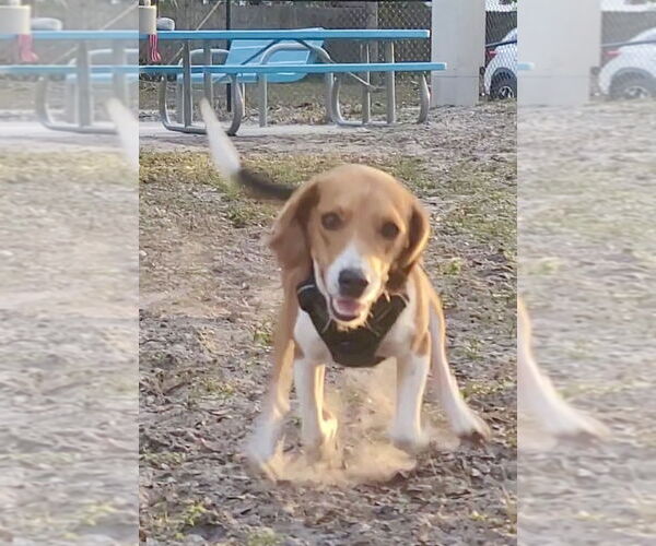 Medium Photo #2 Beagle Puppy For Sale in Tampa, FL, USA