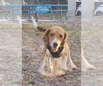 Small #1 Beagle