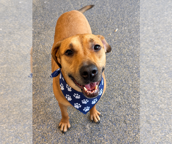 Medium Photo #3 Labrador Retriever-Rhodesian Ridgeback Mix Puppy For Sale in Phoenix, AZ, USA