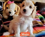 Puppy Mojo Cavachon-Poodle (Miniature) Mix