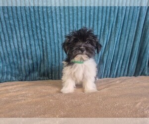 Havanese Puppy for sale in COLEMAN, TX, USA