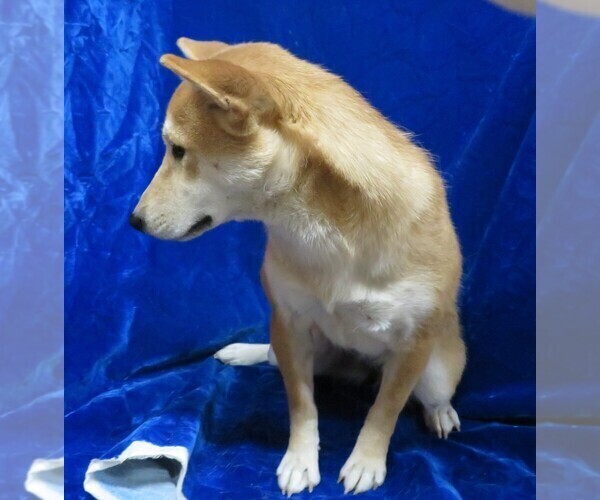 Medium Photo #6 Shiba Inu Puppy For Sale in HARTVILLE, MO, USA