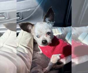 Maltese Dogs for adoption in Alexandria, KY, USA