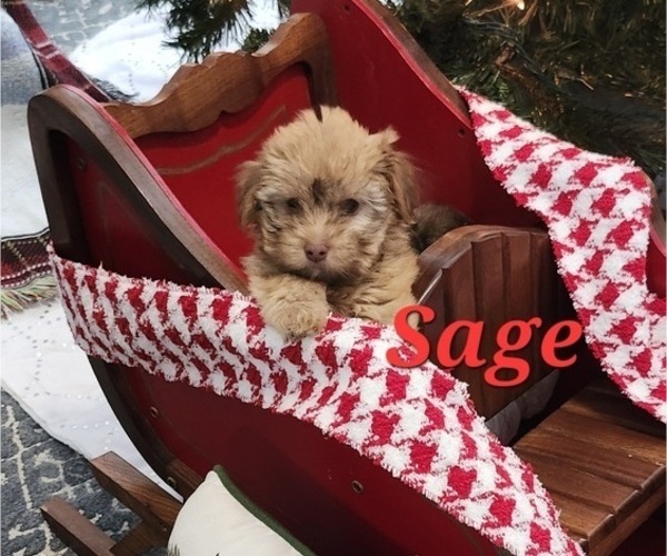 Medium Photo #3 Havanese Puppy For Sale in ALBION, PA, USA