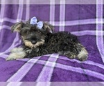 Small #3 Schnauzer (Miniature)