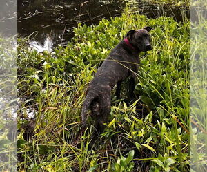 Sasha - Female Plott Hound-Unknown Mix Dog for Adoption - Photo #3