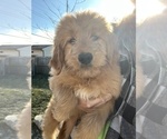 Small Photo #1 Goldendoodle Puppy For Sale in BEECH GROVE, IN, USA