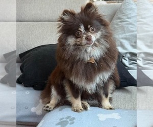 Mother of the Pomeranian puppies born on 06/20/2026