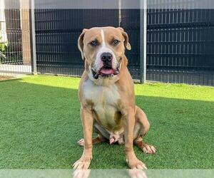 Mutt Dogs for adoption in Orange, CA, USA