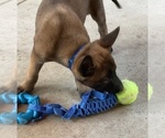 Small Photo #4 Belgian Malinois Puppy For Sale in ELK GROVE, CA, USA