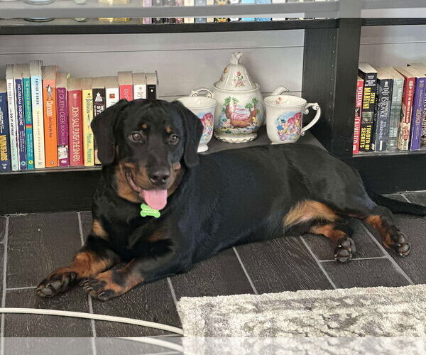 Medium Photo #10 Dachshund-Rottweiler Mix Puppy For Sale in Orlando, FL, USA