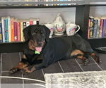 Small Photo #10 Dachshund-Rottweiler Mix Puppy For Sale in Orlando, FL, USA