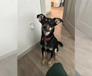 German Shepherd Dog-Unknown Mix Dogs for adoption in San Antonio, TX, USA